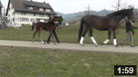 Fohlen 2013: Reine Forever BOR